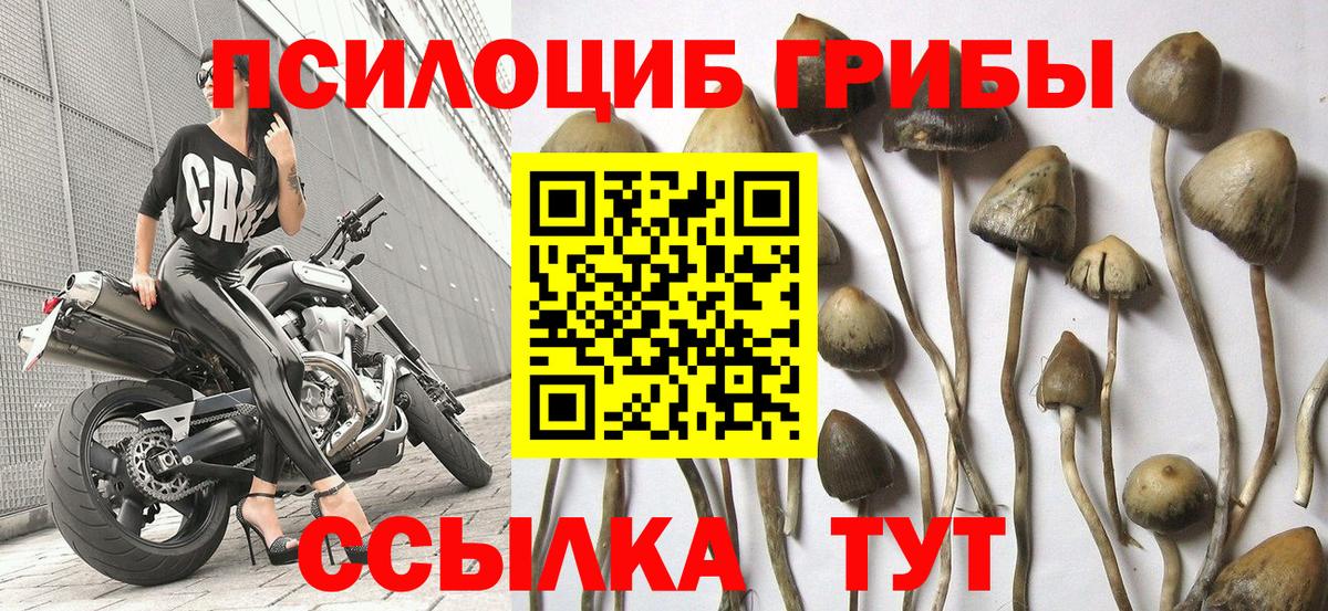 Галлюциногенные грибы Psilocybine cubensis  Галлюциногенные грибы прущие грибы  Вход с VPN  Можга 